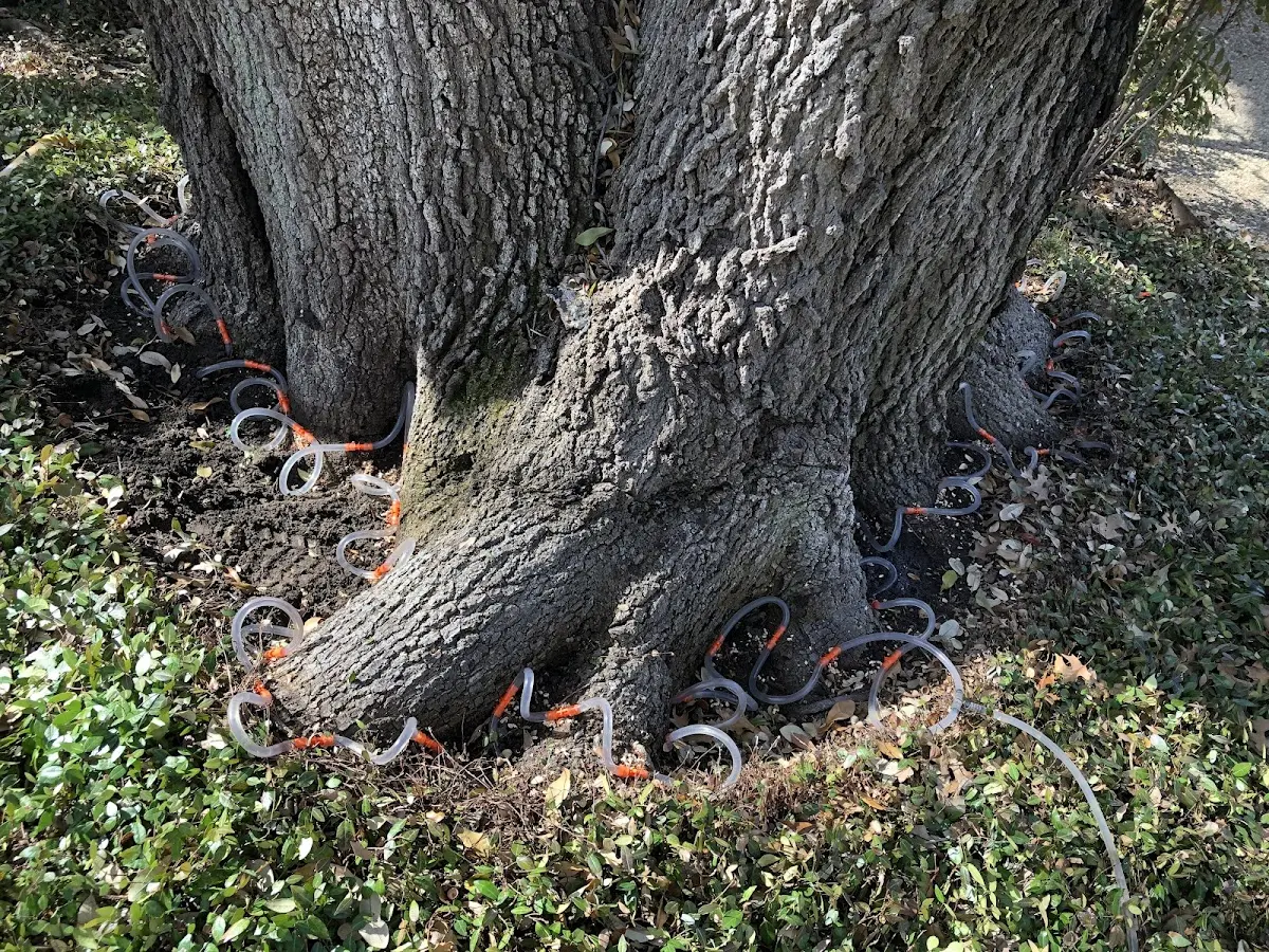 Detailed Tree Cabling and Bracing job site in Hurley