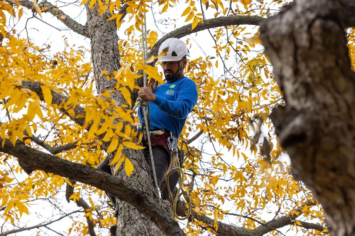 Skilled Emergency Tree Service crew working in Hurley